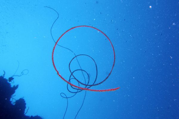 Corail Fil de Fer  Cirrhipathes leutkeni